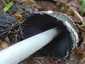 Harkálytintagomba (Coprinopsis picacea), Pilis